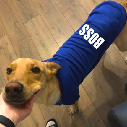 Dog hoodies French bulldog clothes Small dog clothers Wholesale clothes Pet fashion Pomeranian Dog sweater 2